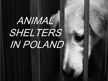 ANIMAL SHELTERS IN POLAND. General information - 2013 Veterinarian received reports about one hundred seventy-four (174) animal shelters, of which seventy-five.
