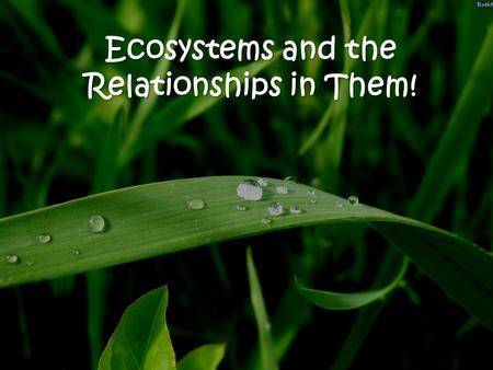 Ecosystems and the Relationships in Them!