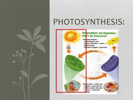 PHOTOSYNTHESIS:. Photosynthesis overview: Performed by PLANTS ONLY! All photosynthesis occurs in the chloroplast! Making sunlight into energy and oxygen.