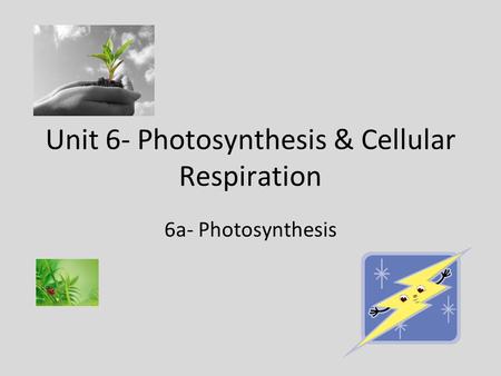 Unit 6- Photosynthesis & Cellular Respiration