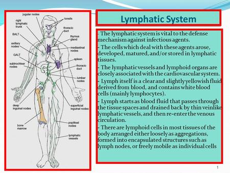 1 Lymphatic System - The lymphatic system is vital to the defense mechanism against infectious agents. - The cells which deal with these agents arose,