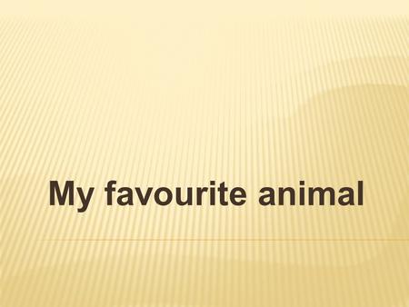 My favourite animal. My favourite animal is a dog.