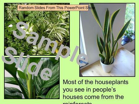 Most of the houseplants you see in people’s houses come from the rainforests. Sample Slide Random Slides From This PowerPoint Show.