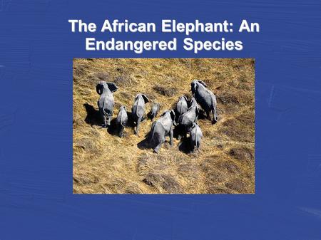 The African Elephant: An Endangered Species. African Elephants, the largest living land animals, are being pushed into extinction by poaching and the.