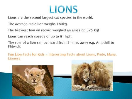 Lions are the second largest cat species in the world. The average male lion weighs 180kg. The heaviest lion on record weighed an amazing 375 kg! Lions.