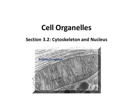 Section 3.2: Cytoskeleton and Nucleus
