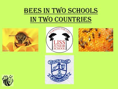 Bees in Two Schools In two countries. Why we chose this idea? Our initial thoughts We thought of this idea a number of good reasons. The reasons are: