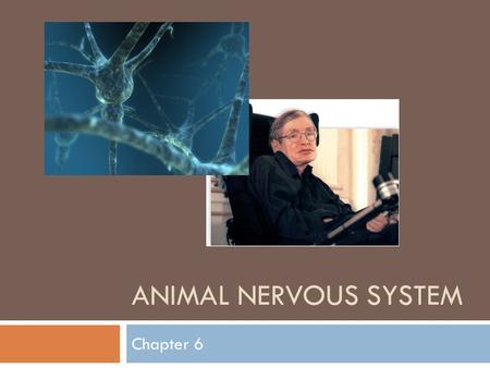 ANIMAL NERVOUS SYSTEM Chapter 6.