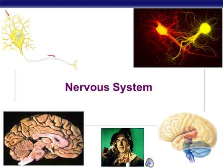 AP Biology 2003-2004 Nervous System Regents Biology 2003-2004 Why do animals need a nervous system?  Because the world is always coming at you! Remember…