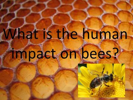 What is the human impact on bees?. HOW MANY BEES ARE LEFT IN THE WORLD? No one knows how many bees are left in the world because each day the queen bee.