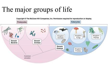 The major groups of life. Classification Is Tricky…