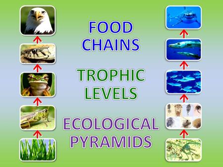 FOOD CHAINS TROPHIC LEVELS ECOLOGICAL PYRAMIDS.