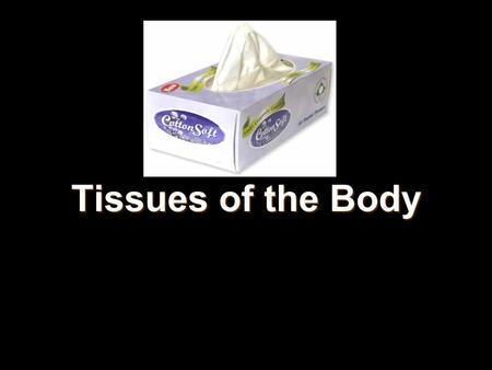 Tissues of the Body. Key Terms Histology: Histology: the study of tissues. the study of tissues. Tissues: Tissues: groups of cells which are similar in.