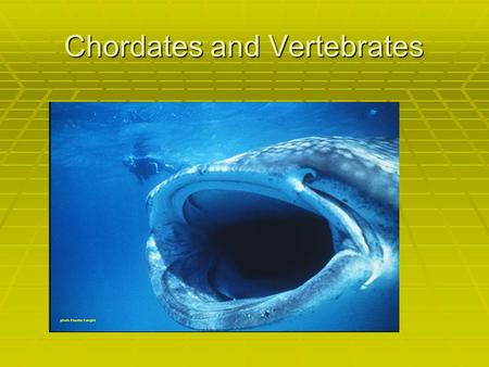 Chordates and Vertebrates. Chordates  The notochord is an elongate, rod- like, skeletal structure dorsal to the gut tube and ventral to the nerve cord.
