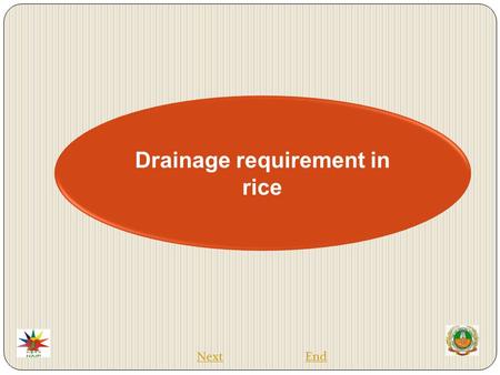 Drainage requirement in rice EndNext.  Rice is the most important food crop of the world.  Rice is a semi-aquatic plant and hence survives better under.