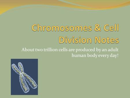 About two trillion cells are produced by an adult human body every day!
