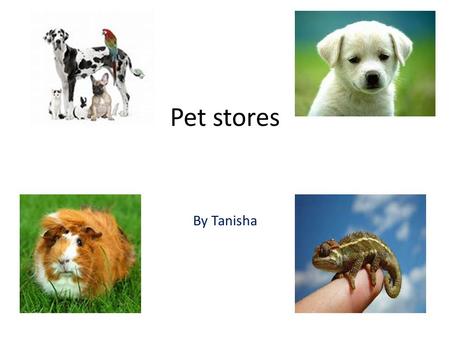 Pet stores By Tanisha t. Whats a pet store A pet shop is basically a shop that sells a multiple of animals which are pet acceptable which means that they.