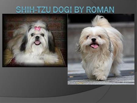 What it is  The Shih-Tzu is a dignified, lively, alert, happy, sweet and playful dog.