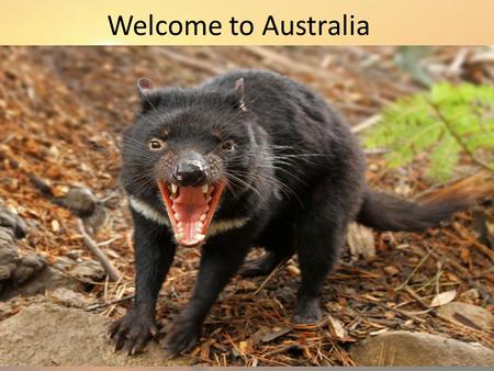 Welcome to Australia. Australia General Information Population: 21,007,310 (53 rd ) Land Size: 7,686,850 km² (6 th ) Currency: Australian Dollar (AUD)