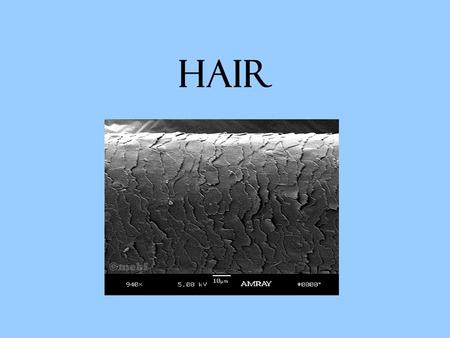 Hair. Hair Follicles A follicle is a deep pit where hair grows. The shaft of a hair is formed at the base of a follicle by a root consisting of capillaries.