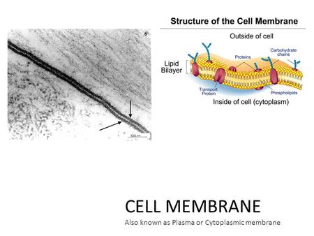 CELL MEMBRANE Also known as Plasma or Cytoplasmic membrane.