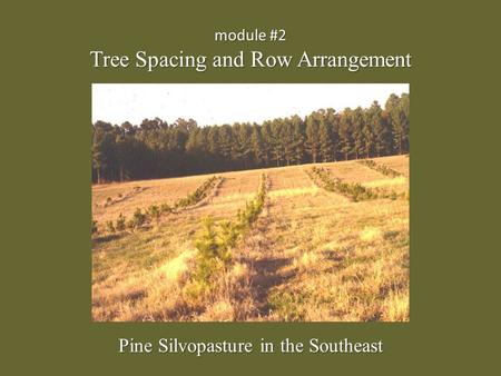 Module #2 Tree Spacing and Row Arrangement Pine Silvopasture in the Southeast.