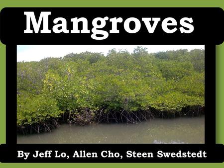Mangroves By Jeff Lo, Allen Cho, Steen Swedstedt.