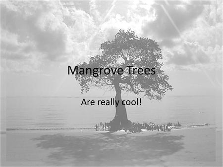 Mangrove Trees Are really cool!.