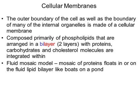 Cellular Membranes The outer boundary of the cell as well as the boundary of many of the internal organelles is made of a cellular membrane Composed primarily.