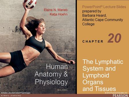 20 The Lymphatic System and Lymphoid Organs and Tissues.