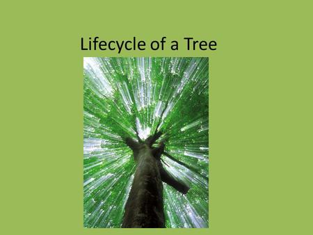 Lifecycle of a Tree. Lifecycle of Trees How to Measure & ID Week 1 Day 3 It is important that students understand the biology of trees to further be aware.