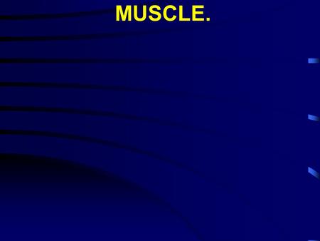 MUSCLE.. I. Types of muscle: A. Striated muscle.