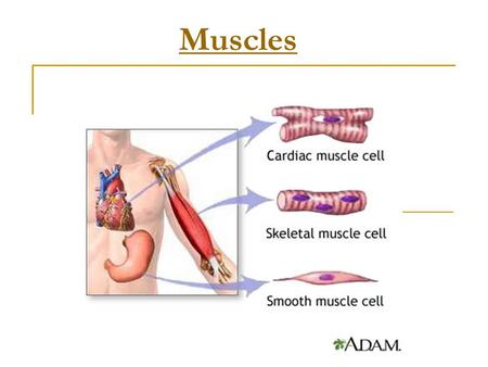 Muscles. Muscle Tissue Contains many mitochondria to power contractions Muscles are longer than they are wide Muscles are divided into fibers Muscle fibers.