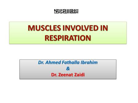 MUSCLES INVOLVED IN RESPIRATION