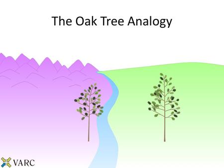 The Oak Tree Analogy. For the past year, these gardeners have been tending to their oak trees trying to maximize the height of the trees. Explaining the.