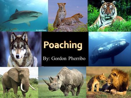By: Gordon Pherribo. PPoaching is the illegal hunting, killing or capturing of animals.  Poaching can refer to the failure to comply with regulations.