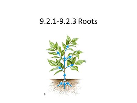 9.2.1-9.2.3 Roots. IB Assessment Statement 9.2.1 – Outline how the root system provides a large surface area for mineral ions and water intake by means.