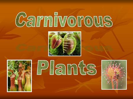Carnivorous Plants Carnivorous Plants If an animal eats a plant, it is of no particular interest; but when a plant eats an animal, that is of interest.