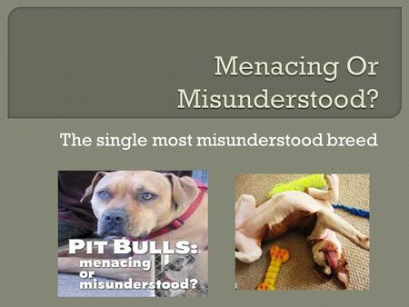 The single most misunderstood breed. 1. History 2. Family Dogs 3. Temperament 4. Service Dogs 5. Owners Views 6. Opposition Views 7. Skewed Views 8. Fighting.