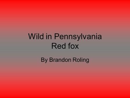 Wild in Pennsylvania Red fox By Brandon Roling. Introduction Do you like Red foxes? Well I'm going to tell you about Red foxes.