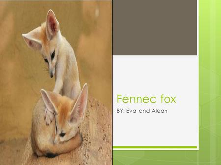 Fennec fox BY: Eva and Aleah. Life span and habitat  The life span of a fennec fox is 12- 16 years  The fennec lives in the arid desert, North Africa,