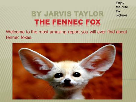 By jarvis taylor the fennec fox