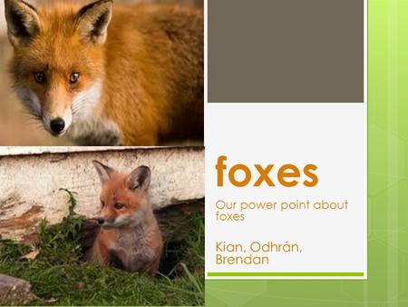 Foxes Our power point about foxes Kian, Odhrán, Brendan.