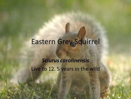 Eastern Grey Squirrel Sciurus carolinensis Live to 12. 5 years in the wild.