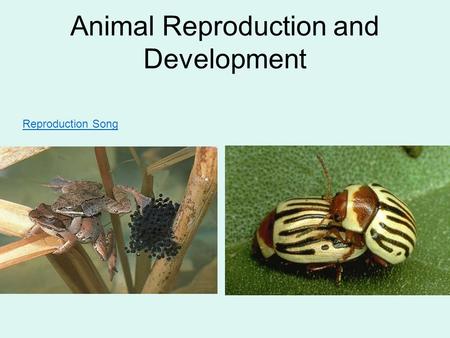 Animal Reproduction and Development Reproduction Song.