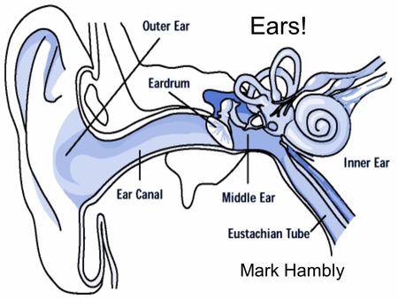 Ears! Mark Hambly.