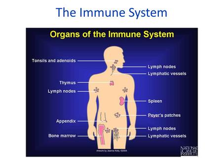 The Immune System History of Medicine 1857 1883 1928 1955 Today Germ Theory Louis Pasteur hypothesizes that disease is caused by small organisms.