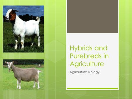Hybrids and Purebreds in Agriculture Agriculture Biology.