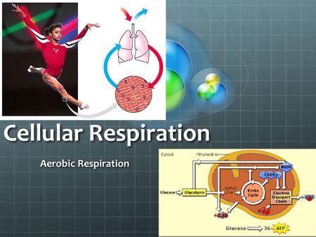 Cellular Respiration Aerobic Respiration.
