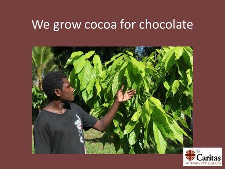 We grow cocoa for chocolate. Does chocolate grow on trees?